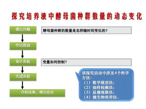 酵母菌的计数