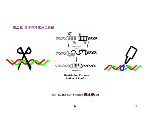 分子克隆常用工具酶ppt课件