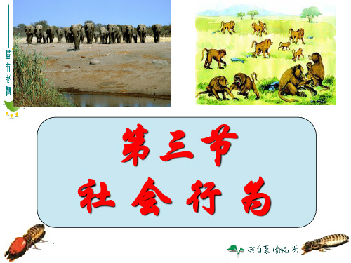 人教版八上第五单元第二章第三节  社会行为课件(36张ppt)