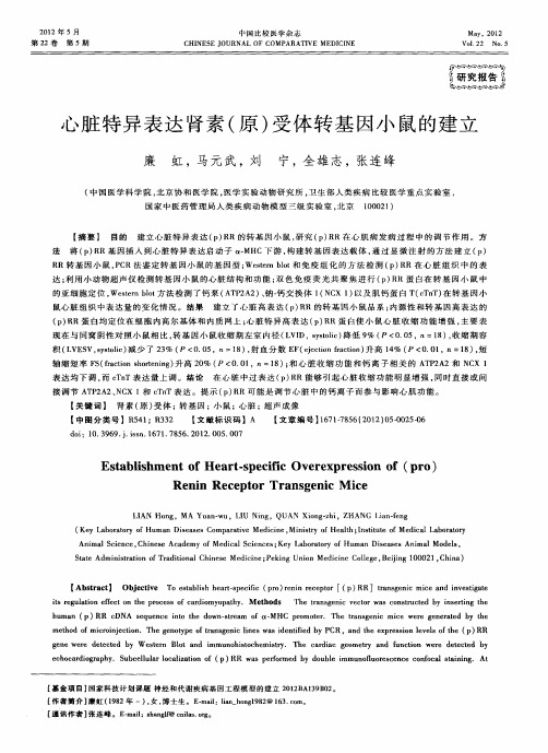 心脏特异表达肾素(原)受体转基因小鼠的建立