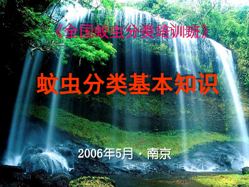 蚊虫分类基本知识
