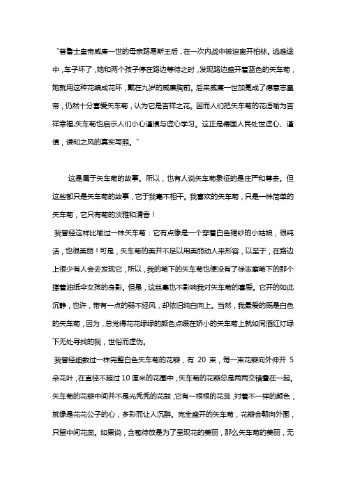 矢车菊