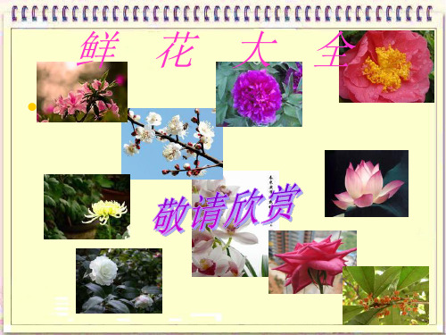 ppt鲜花大全