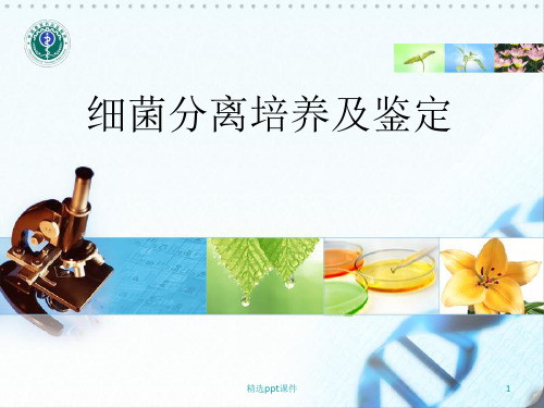 细菌的分离培样及鉴定
