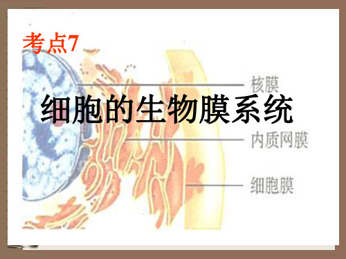 细胞的生物膜系统优质课件PPT