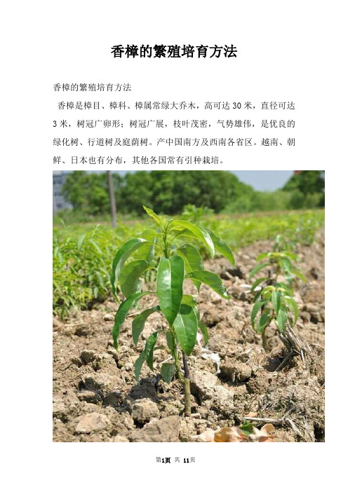 香樟的繁殖培育方法