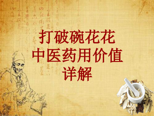 中药学_打破碗花花_药材详解课件模板