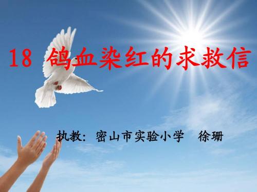 鸽血染红的求救信