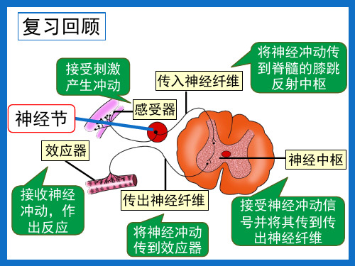 济南版七年级生物下册第三单元第五章第三节神经调节的基本方式 (第2课时)(共29张PPT)