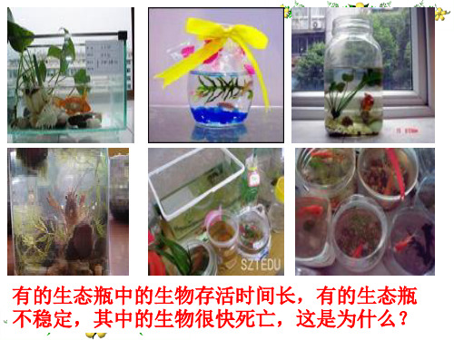 北师大版八年级生物下册课件：23.4生态系统的稳定性 (共59张PPT)