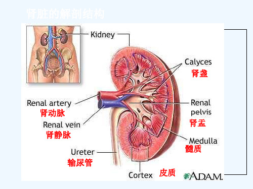 肾内科常见症状