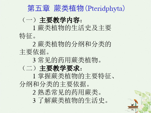 蕨类植物ppt
