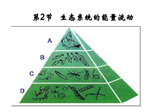 5.2生态系统的能量流动