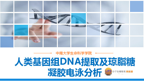 1-1人类基因组DNA提取及琼脂糖凝胶电泳分析