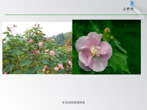 常见园林植物图谱