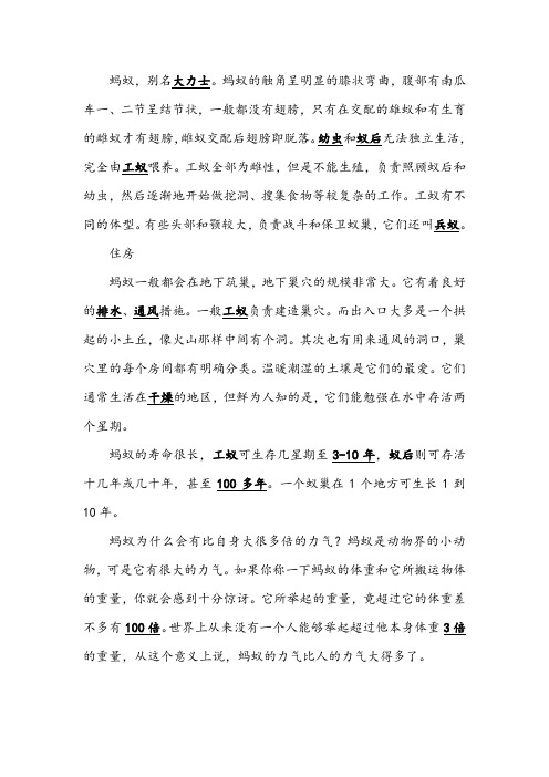 蚂蚁