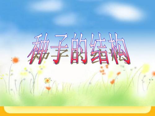 【初中生物】种子的结构PPT课件5