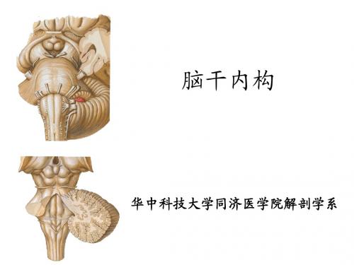 脑干内构