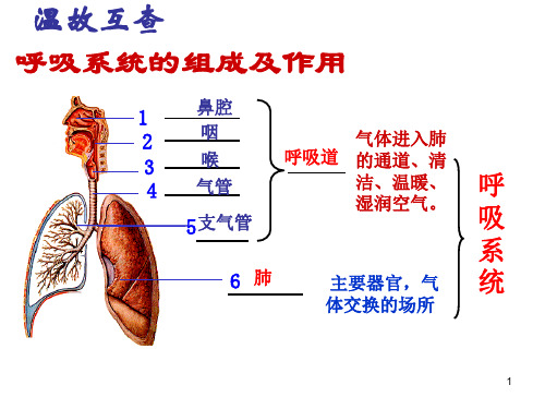发生在肺内的气体交换ppt课件