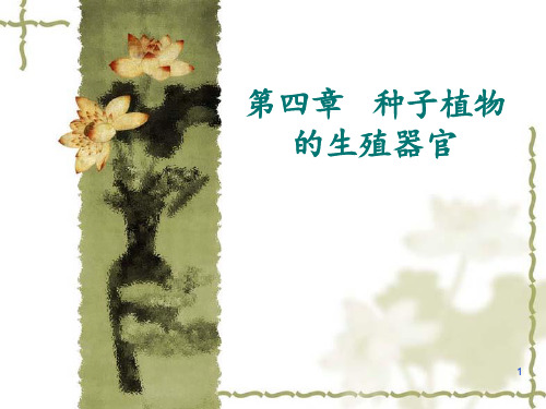 种子植物的生殖器官 ppt课件