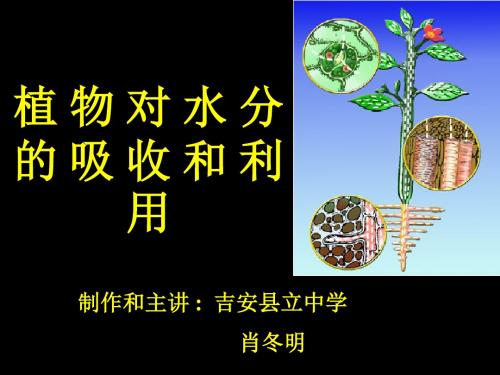 植物对水分的吸收和利用的说课课件