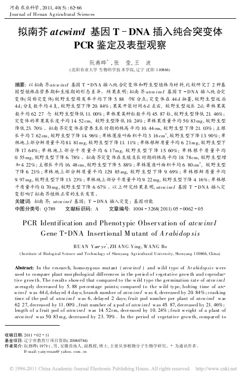 拟南芥atcwinv1基因T_DNA插入纯合突变体PCR鉴定及表型观察