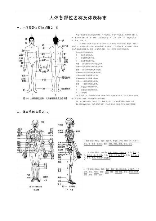 人体各部位名称及体表标志