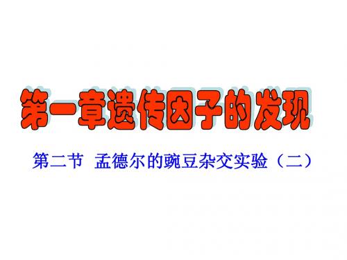 孟德尔豌豆杂交实验二2
