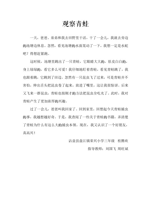 观察青蛙