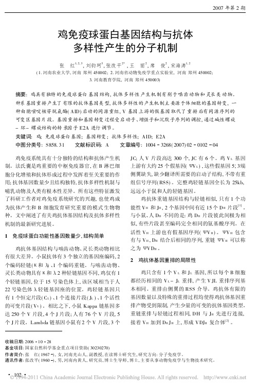 鸡免疫球蛋白基因结构与抗体多样性产生的分子机制_张红