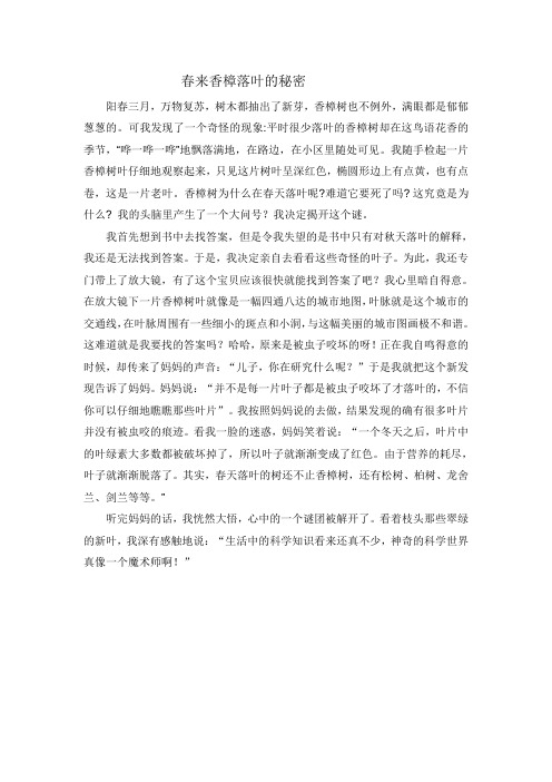 香樟落叶的秘密