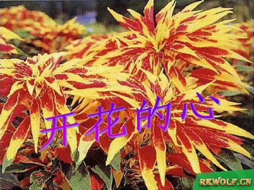 开花的心