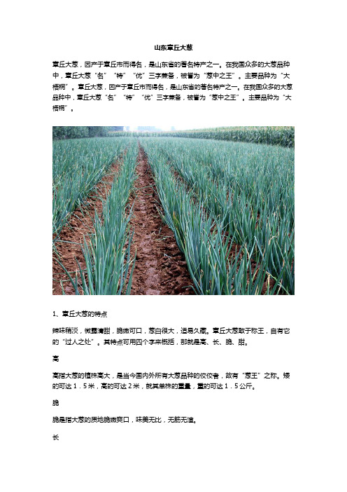 山东章丘大葱