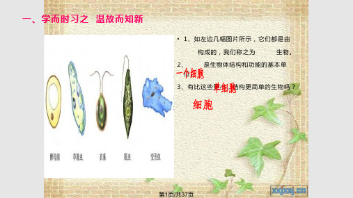初中生物   病毒PPT课件