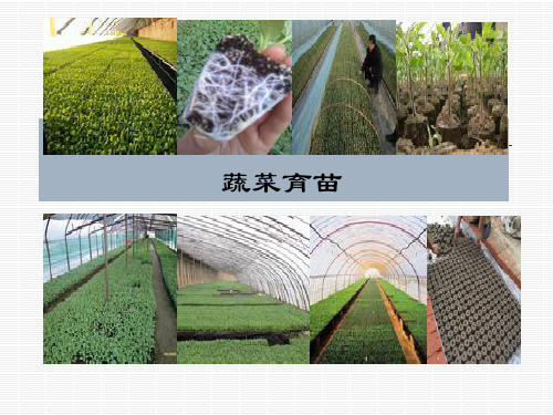 蔬菜工厂化育苗