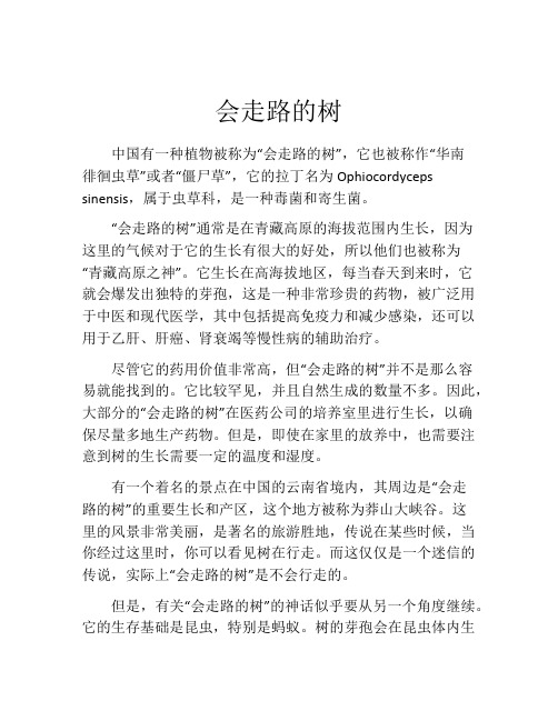 会走路的树