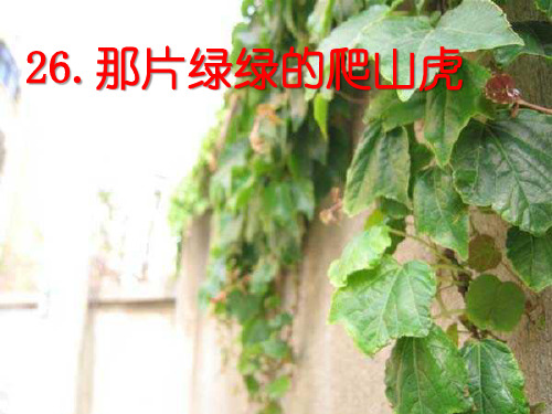 《那片绿绿的爬山虎》四年级上册语文PPT课件