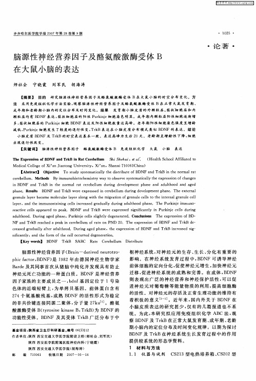 脑源性神经营养因子及酪氨酸激酶受体B在大鼠小脑的表达
