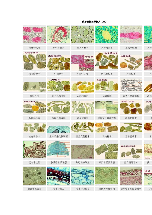药用植物显微图片(三)
