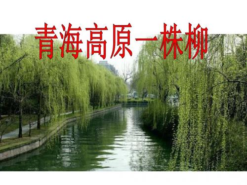 《青海高原一株柳》PPT课件5 (共23张PPT)