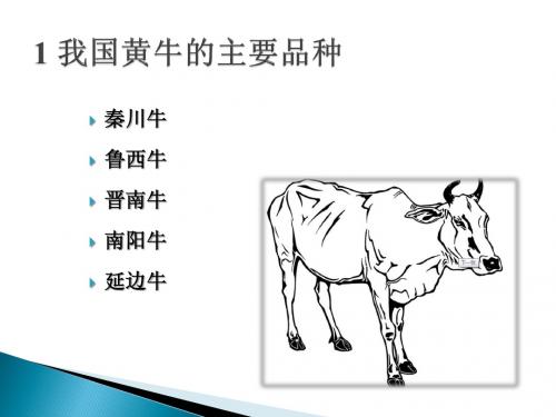 牛的品种识别