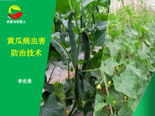 黄瓜主要病虫草害防治技术
