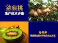 果树栽培教学课件-第十一章 猕猴桃
