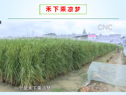 人教版八年级下册生物《科学家的故事 袁隆平与杂交水稻》(一等奖课件) (5)