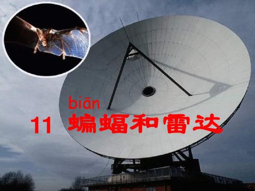 11蝙蝠与雷达
