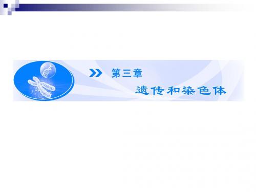 3.1.1基因分离定律的发现 课件(苏教版必修2)