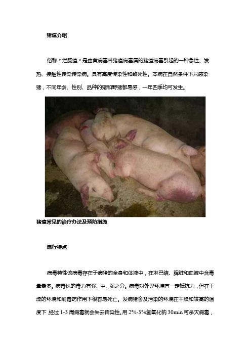 猪瘟常见的治疗办法及预防措施