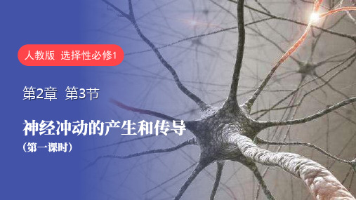 神经冲动的产生和传导(第1课时)课件-高二生物人教版(2019)选择性必修一