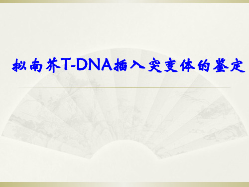 T-DNA插入双突鉴定