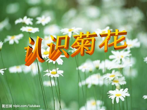 幼儿园中班科学《美丽的菊花》PPT